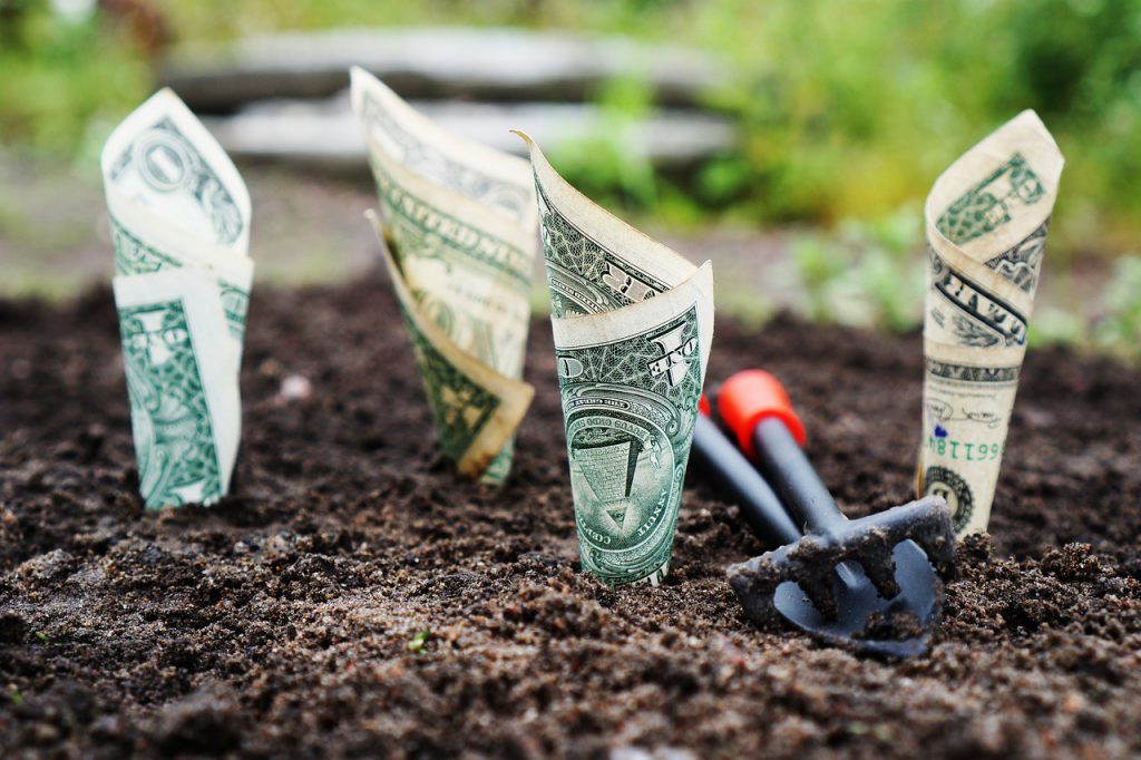 money growing